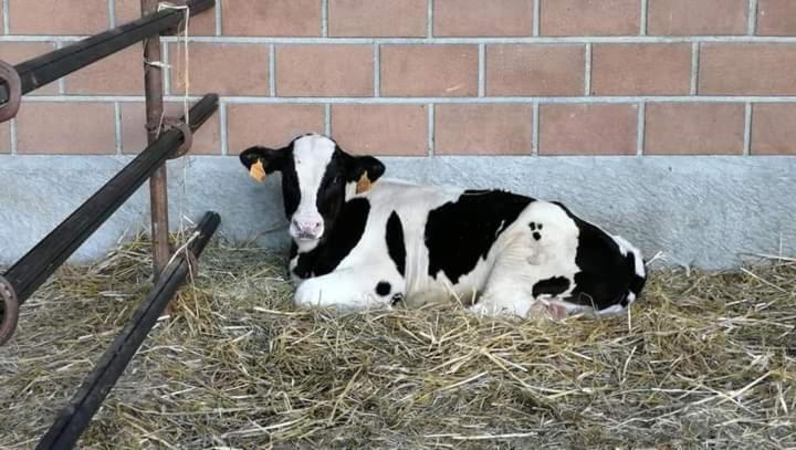Azienda Agrituristica Scotti Somma Lombardo Exteriér fotografie